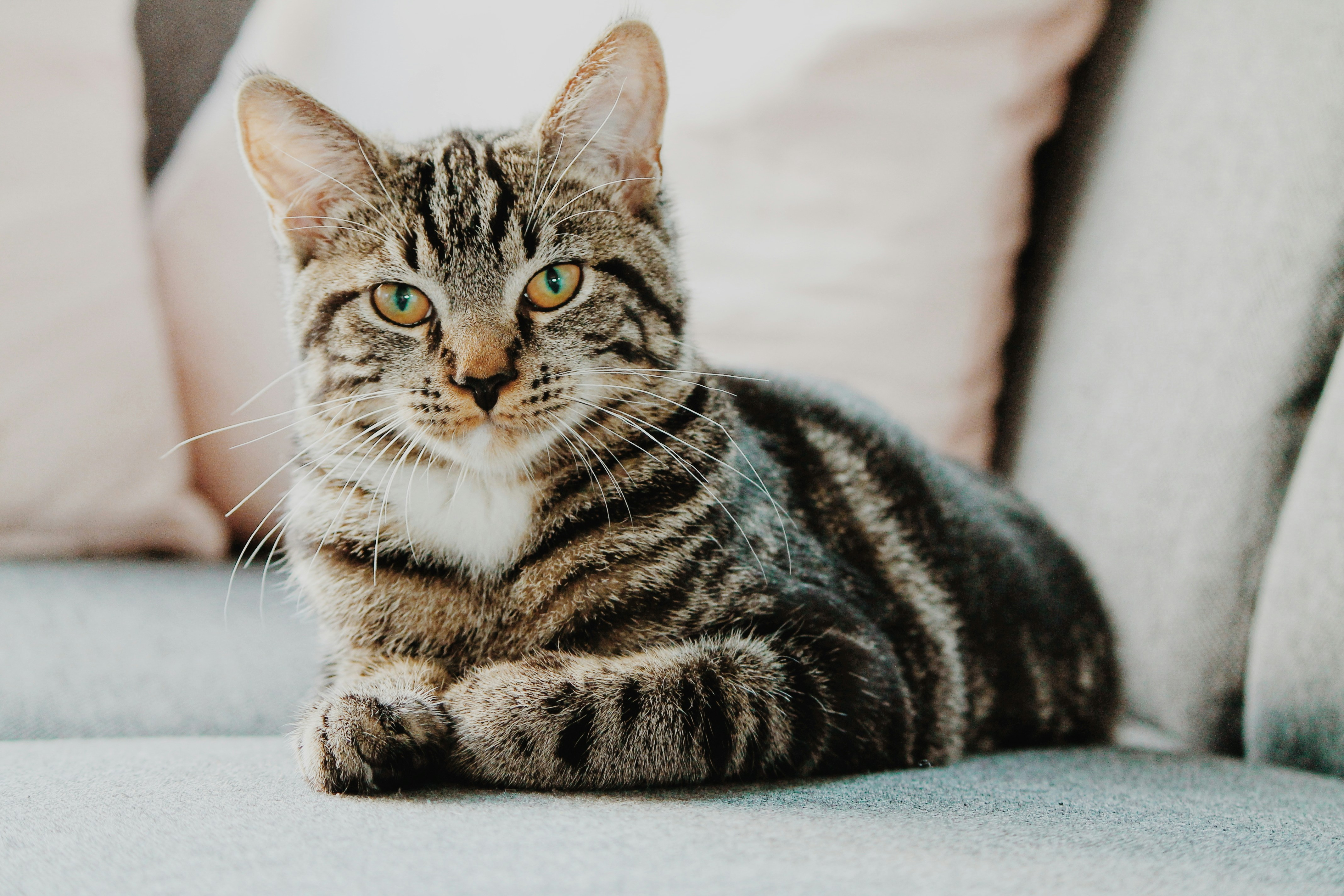 Cat relaxing indoors
